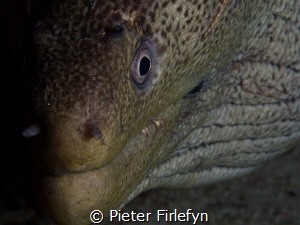 Moray eel by Pieter Firlefyn 